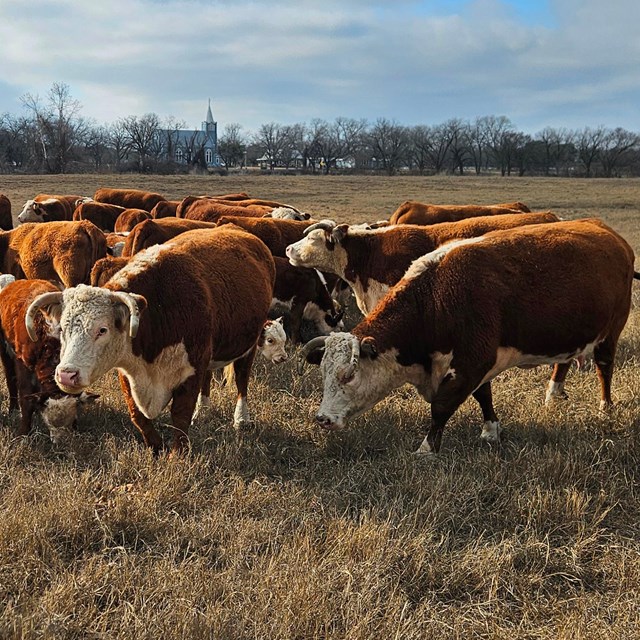 Hereford cattle in field