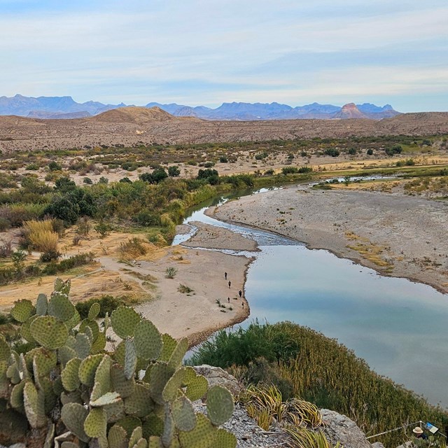 Cactus, Rio Grande river, Texas desert