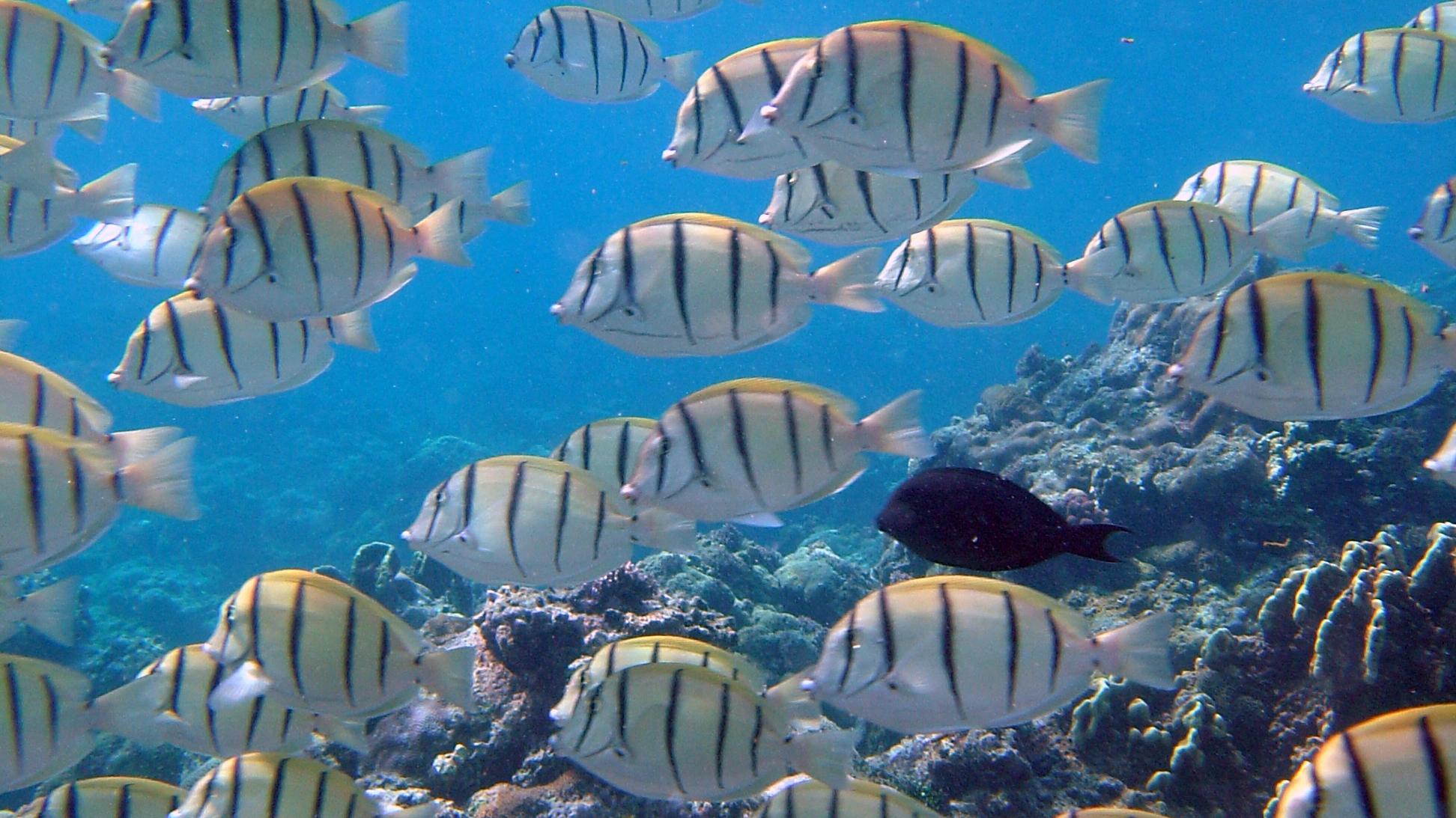 A school of yellow and black striped fish swimming in a coral reef.