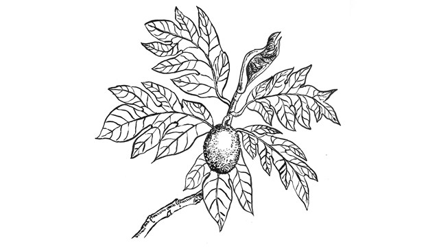 Breadfruit (lemmai)