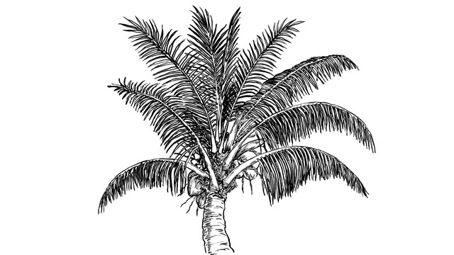 Coconut Palm (trongkon niyok)