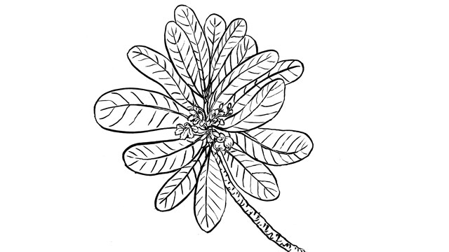Half-flower (nanåsu)