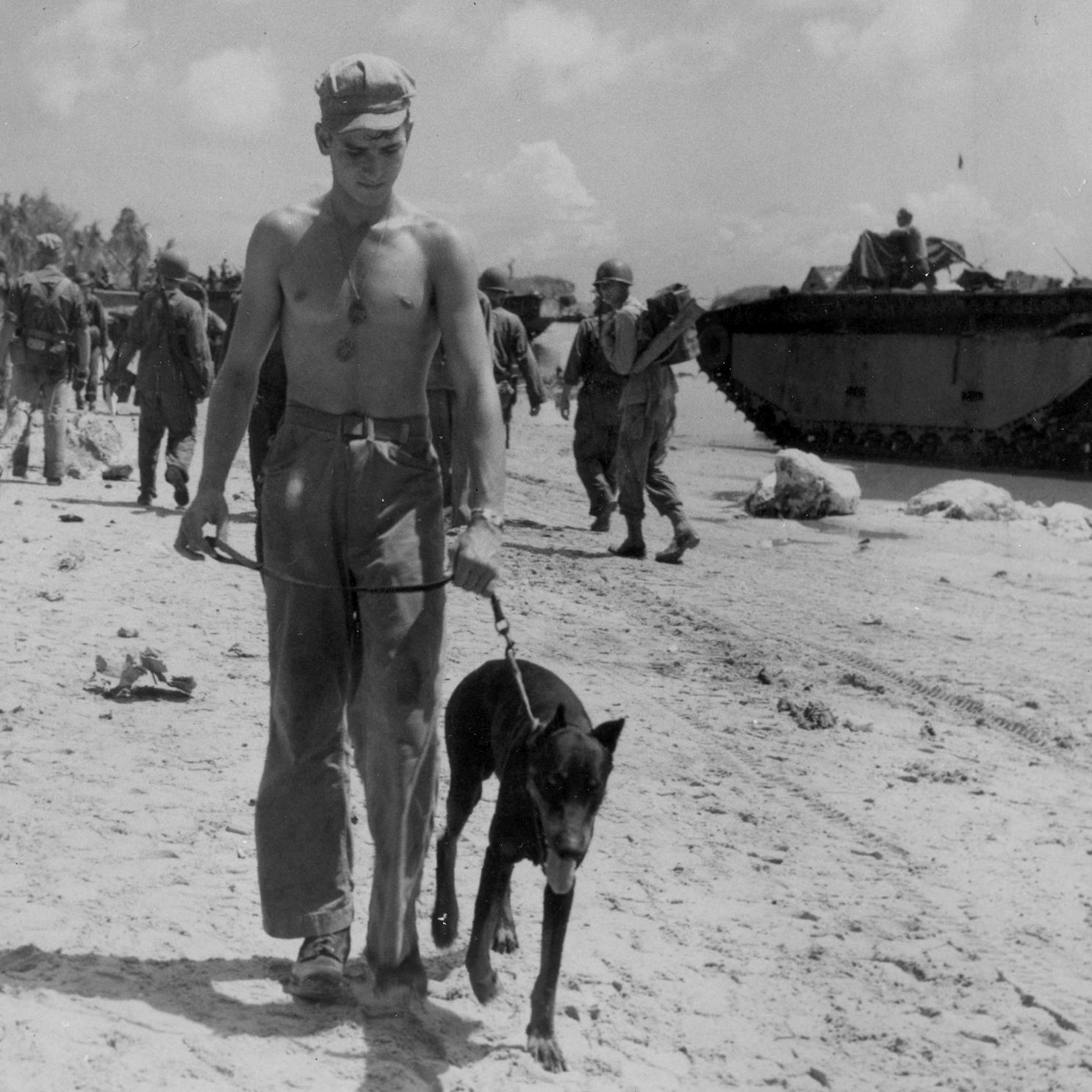 A soldier and Doberman Pinschers on a leash walk down a beach full of soliders.