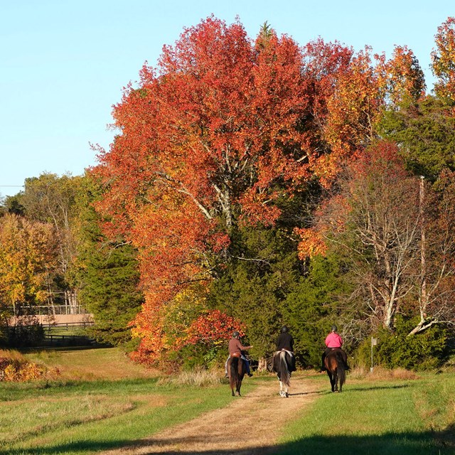 Meadow with horse and trees changing color in fall
