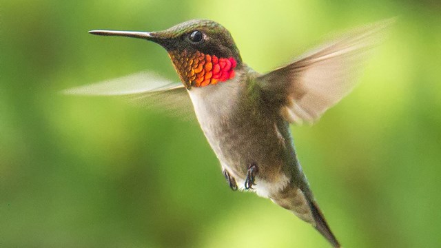 Broad-tailed hummingbird