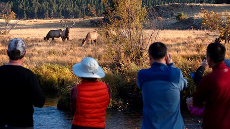visitors view two elk rom a safe distance
