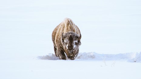 Bison covered in snow