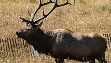 Bull elk profile