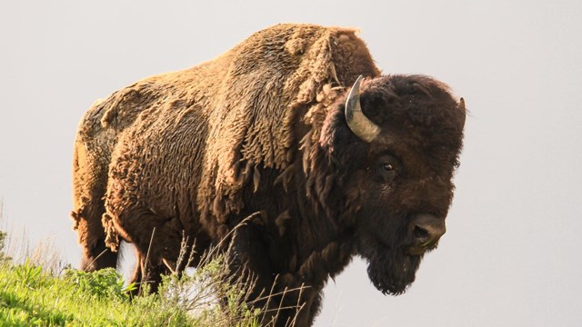 Bison