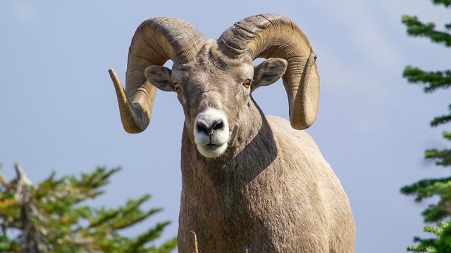 Bighorn sheep