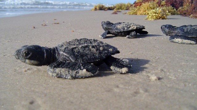 Sea turtle hatchlings facing the ocean