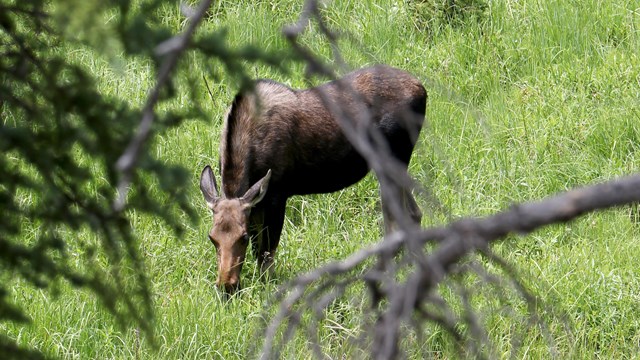 Park ranger stopping traffic while bull elk crosses road in Mammoth Hot Springs