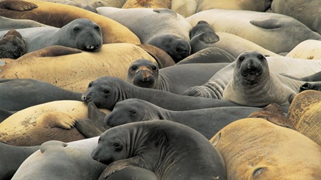 San Miguel Island Elephant Seals