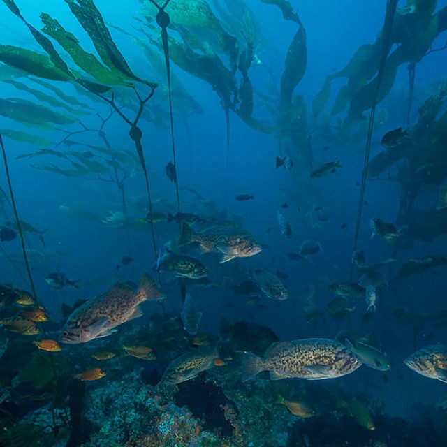 underwater kelp forest