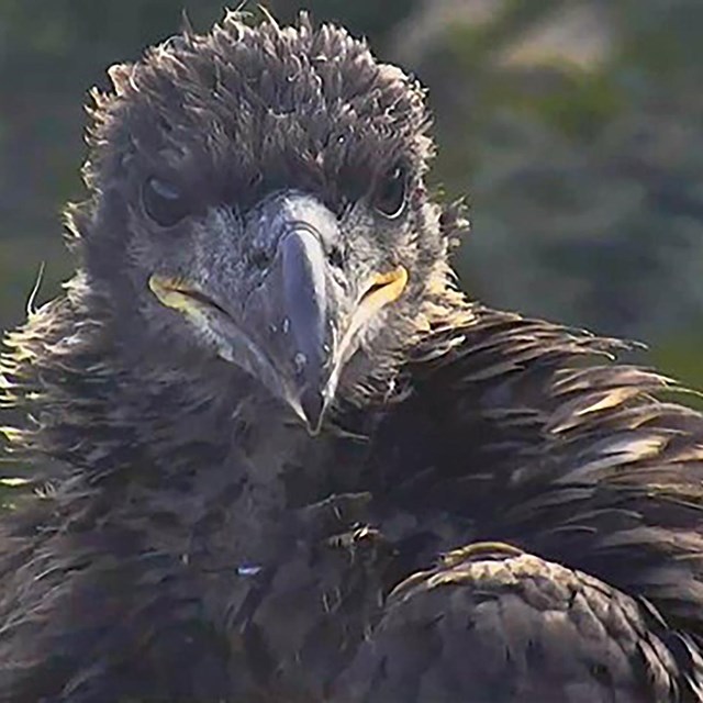 a black feathery bird