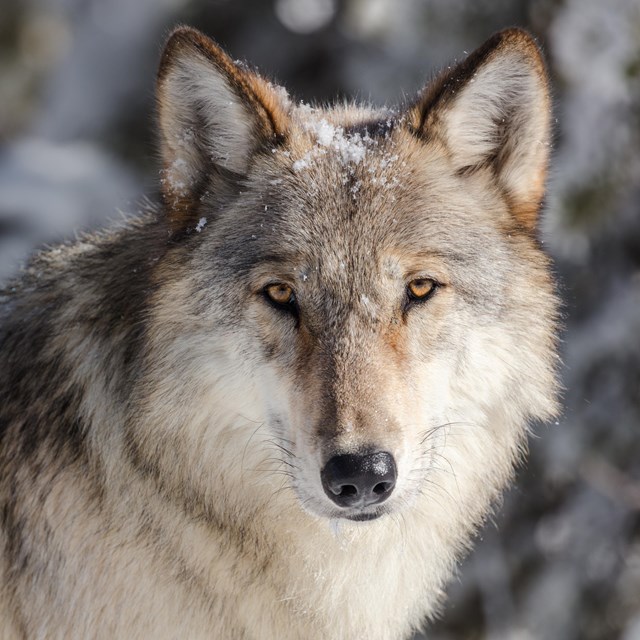 Wolf portrait