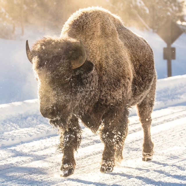 bison in snow