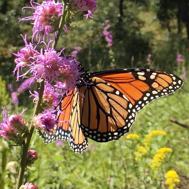 an orange and black butterfly landing on pink flowers