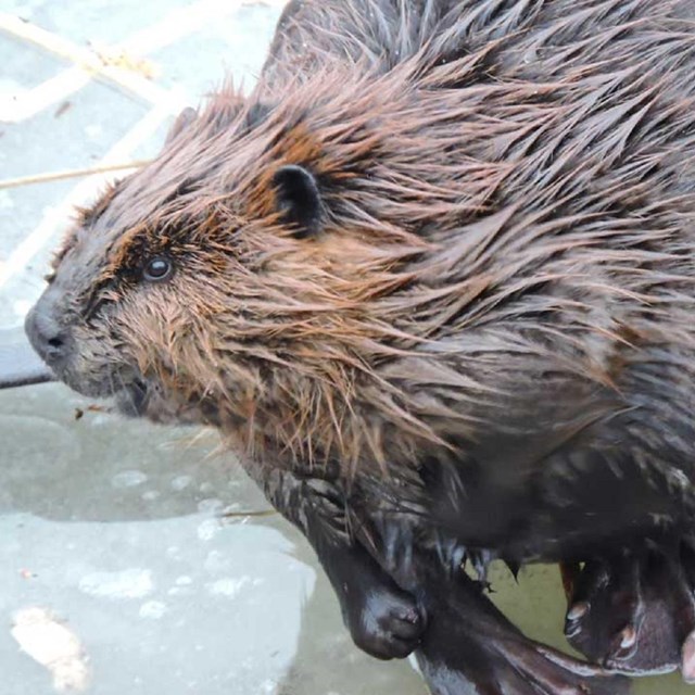 A close up of a beaver sitting on top of the ice