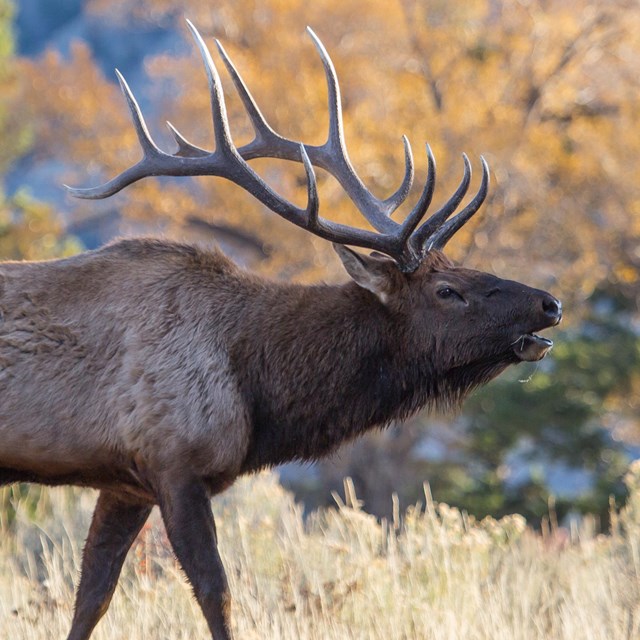 Bull elk bugling 