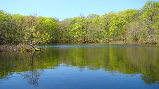 A pond surrounded by trees.