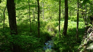 A woody area with green trees and a small creek running through the center of the forest.