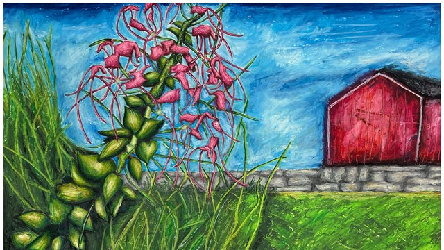 A drawing of a pink flower plant with a stone wall and a red barn in the background.