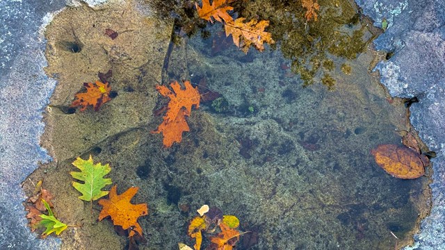 A photograph of fall leaves floating in a hole in a rock filled with water.