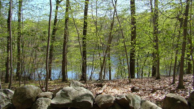 A group of trees with the pond peaking through in the background.