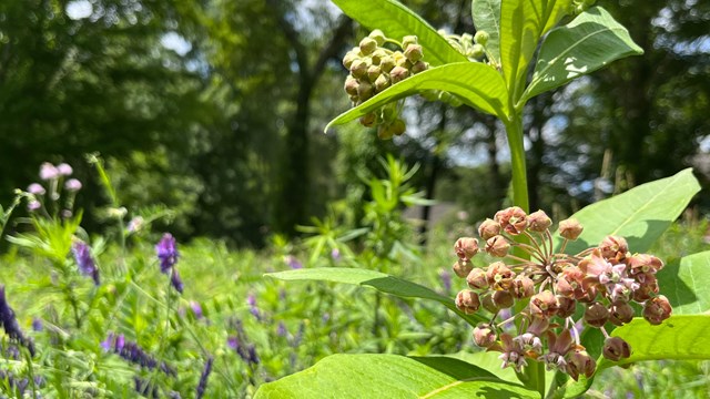 Small, pink buds cluster on a tall green stem with broad leaves among a grassy field.