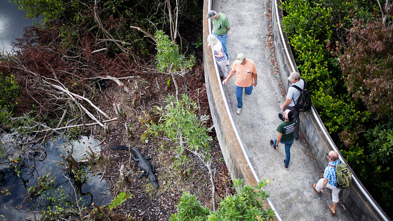 visitors walk on a boardwalk above a swamp with an alligator in it