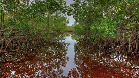 Mangroves at Everglades National Park