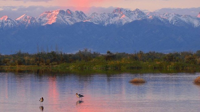 Birds standing in water with mountains and sunset in the background.