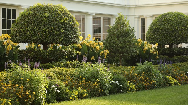 Rows of flowering plants in front of the White House