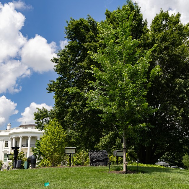 A small elm tree near the White House.