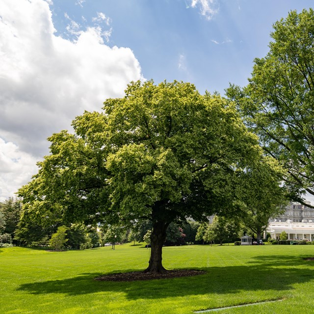 A medium-sized round tree along the curving drive to the south entrance of the White House.