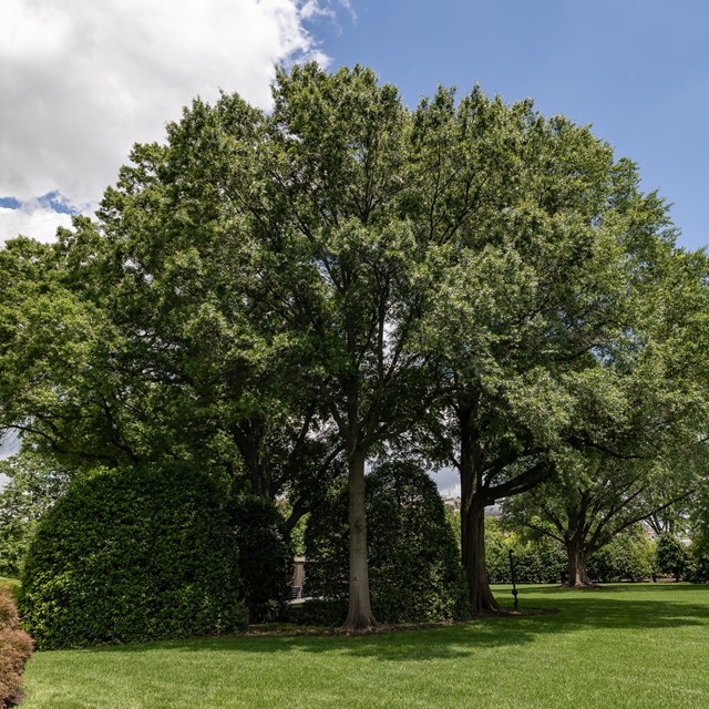 A tall oak tree on the South Lawn. The White House is far in the distance across a mowed lawn.