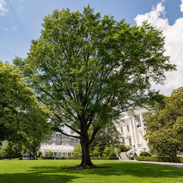 A large oak tree in front of the South Portico at the White House.
