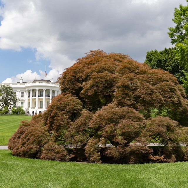 A gumdrop-shaped Japanese maple next to a roadway; the White House is seen in the background.