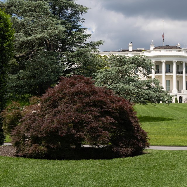 A gumdrop-shaped Japanese maple next to a roadway; the White House is seen in the background.