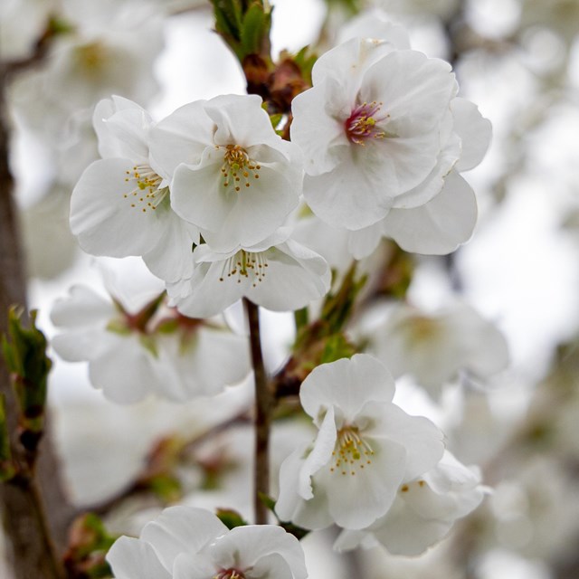 A close-up photo of cherry blossoms.