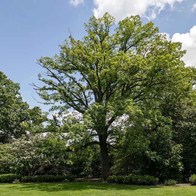 A large lollipop-shaped tree is backlit by the rising sun.