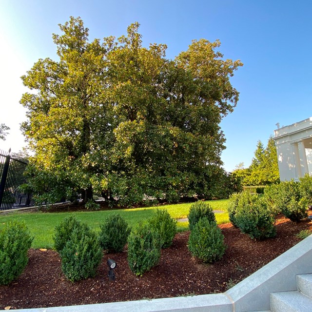 A spherical, leafy tree in front of the East Wing entrance, adjacent to the fence.