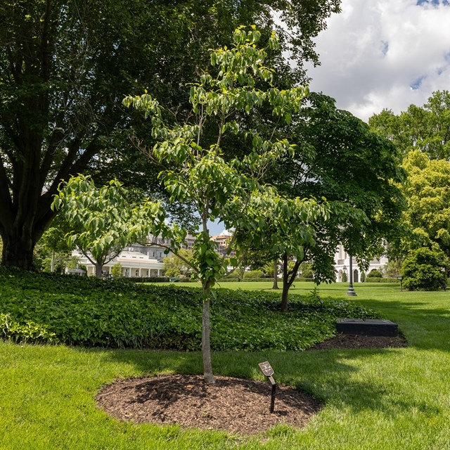 A small dogwood tree in front of a large, dark tree.