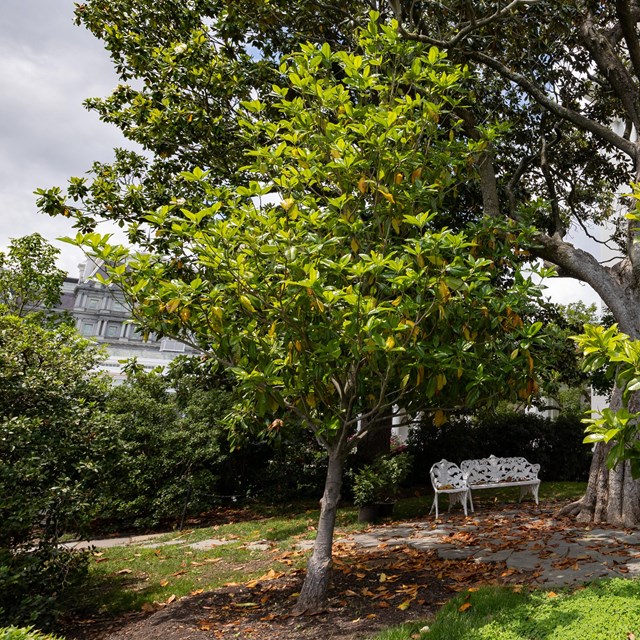 A small magnolia tree beneath a large one.