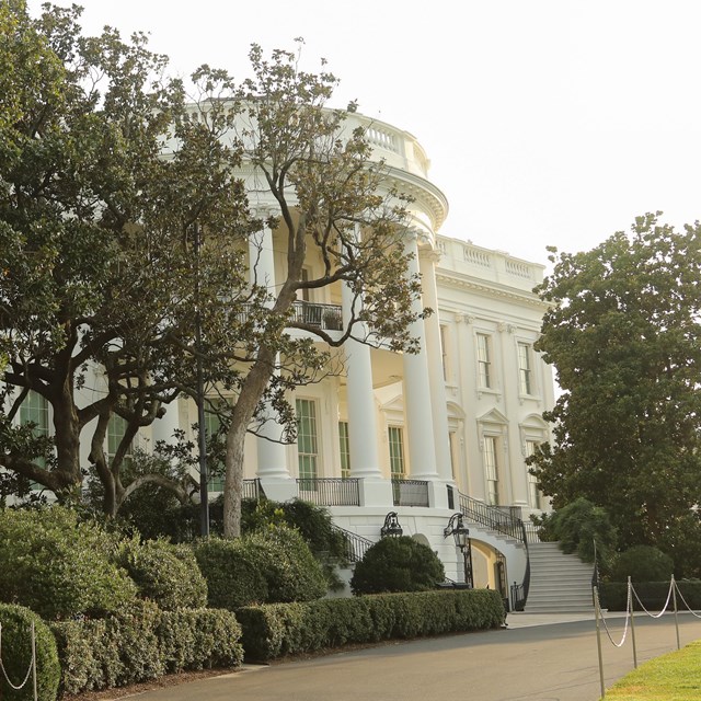 A massive, leafy magnolia tree next to the White House