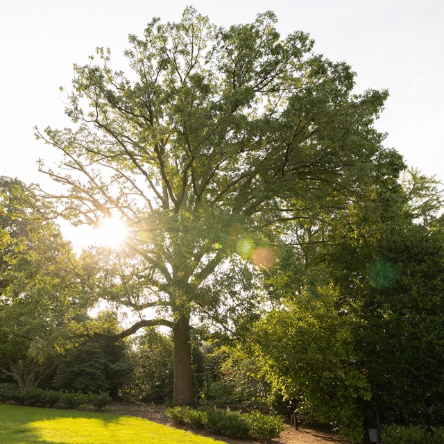 A large lollipop-shaped tree is backlit by the rising sun.