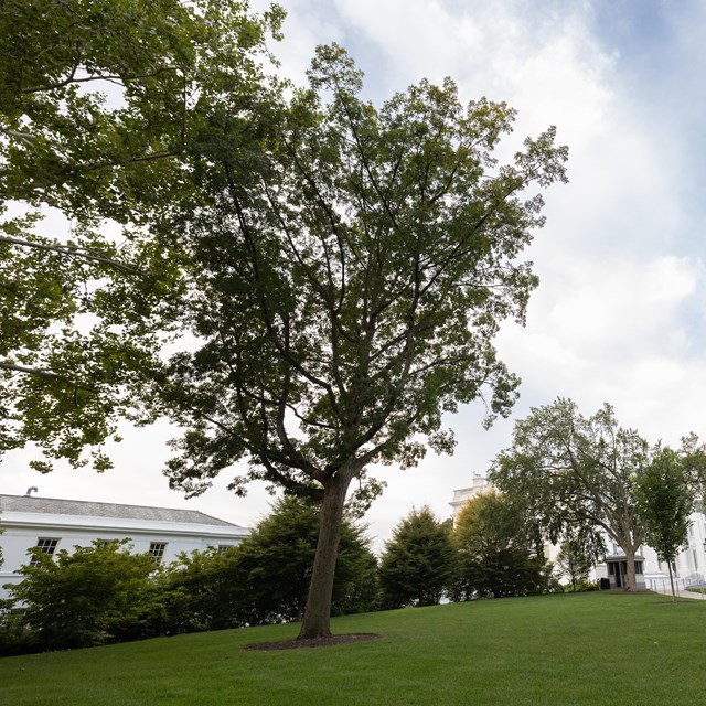 A tall oak tree in front of the White House and East Wing.