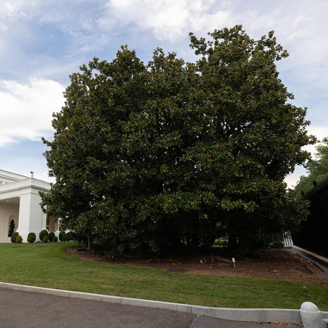 A spherical, leafy tree in front of the East Wing entrance, adjacent to the fence.