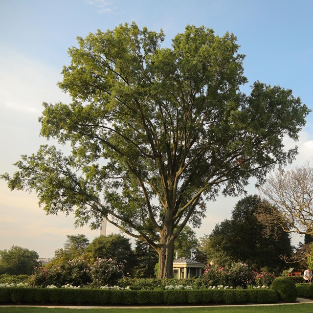 A tall oak tree reaches above the Oval Office.